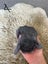 Pure bred mini lop bunnies. Carousel 11