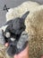 Pure bred mini lop bunnies. Carousel 12