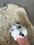 Pure bred mini lop bunnies. Carousel 13