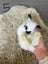 Pure bred mini lop bunnies. Carousel 14