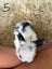 Pure bred mini lop bunnies. Carousel 15