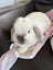Pure bred mini lop bunnies. Carousel 16