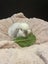Pure bred mini lop bunnies. Carousel 17