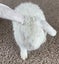 Pure bred mini lop bunnies. Carousel 18