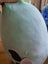 Squishmallow Giant Frog Carousel 4