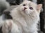 Purebred Ragdoll Queen Entire Tortie Cream Lilac Mitted Carousel 3
