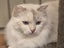 Purebred Ragdoll Queen Entire Tortie Cream Lilac Mitted Carousel 7