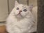 Purebred Ragdoll Queen Entire Tortie Cream Lilac Mitted Carousel 8
