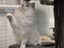 Purebred Ragdoll Queen Entire Tortie Cream Lilac Mitted Carousel 4