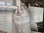 Purebred Ragdoll Queen Entire Tortie Cream Lilac Mitted Carousel 5