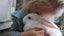 flemish giant rabbits Carousel 2