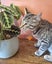 CAT RESCUE CHCH - Ready For Adoption Billy Carousel 1