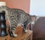 CAT RESCUE CHCH - Ready For Adoption Billy Carousel 5