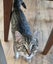 CAT RESCUE CHCH - Ready For Adoption Billy Carousel 7