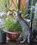 CAT RESCUE CHCH - Ready For Adoption Billy Carousel 9