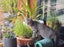 CAT RESCUE CHCH - Ready For Adoption Billy Carousel 3