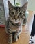 CAT RESCUE CHCH - Ready For Adoption Billy Carousel 2