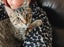 CAT RESCUE CHCH - Ready For Adoption Billy Carousel 4