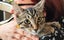 CAT RESCUE CHCH - Ready For Adoption Billy Carousel 6