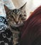 CAT RESCUE CHCH - Ready For Adoption Billy Carousel 10