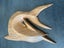 Marlin wood carving - wall plaque/sculpture Carousel 5