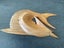 Marlin wood carving - wall plaque/sculpture Carousel 6