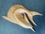 Marlin wood carving - wall plaque/sculpture Carousel 8