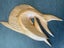 Marlin wood carving - wall plaque/sculpture Carousel 9