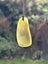 Inanga Freeform drop* Carousel 8