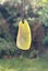 Inanga Freeform drop* Carousel 9