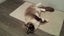 Lovely Ragdoll Kittens Carousel 8