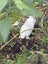 A Pair of Flemish x NZ White kittens for sale Carousel 2