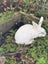 A Pair of Flemish x NZ White kittens for sale Carousel 3