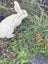 A Pair of Flemish x NZ White kittens for sale Carousel 4