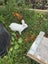 A Pair of Flemish x NZ White kittens for sale Carousel 5