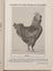 Creative Poultry Breeding. Dr W.C Carefoot. VERY RARE SIGNED FIRST EDITION. Carousel 6