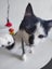 CAT RESCUE CHCH - Ready For Adoption Loki Carousel 1