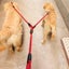 Anti Winding Double Dog Leash 1.4M Carousel 7