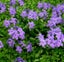 Phlox stolonifera Violet Vere spreading, mat-forming scented Carousel 1