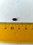 Bladder snails - Physa acuta Carousel 4