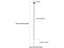 Stainless Steel 7.5 Inch Stir Sticks With Small Rectangular Paddles For Coffee Carousel 5