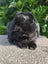 Purebred Mini Lop rabbits Carousel 3