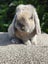 Purebred Mini Lop rabbits Carousel 1