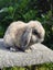 Purebred Mini Lop rabbits Carousel 2