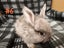 Jersey / Chinchilla & Netherland Dwarfs Carousel 1