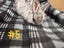Jersey / Chinchilla & Netherland Dwarfs Carousel 4