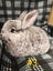 Jersey / Chinchilla & Netherland Dwarfs Carousel 5