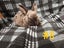 Jersey / Chinchilla & Netherland Dwarfs Carousel 9