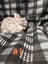 Jersey / Chinchilla & Netherland Dwarfs Carousel 10