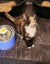 Rescue Kitten Lucy Carousel 1